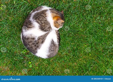 Sleeping Cat Curled Up In A Ball On The Grass Stock Image Image Of