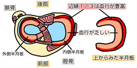 半月板損傷の症状と原因について福岡市『あきら膝痛整体院』