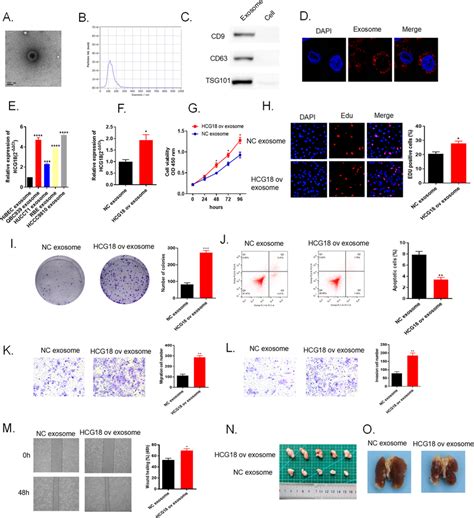 Qbc Cells Secreted Lncrna Hcg Via Exosomes Overexpression Of