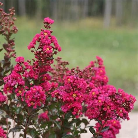 Lilas des Indes indica Fuchsia d été Indyfus Godet 5 20 cm Rose