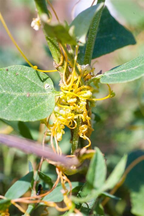 Dodder Genus Cuscuta Is Parasitic And Totally Dependent On Other Host