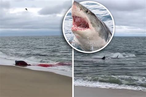 Shark Attack Off Cape Cod Kills Seal In Shock Video Daily Star