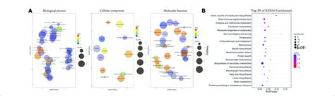 Gene Ontology GO And Kyoto Encyclopedia Of Genes And Genomes KEGG