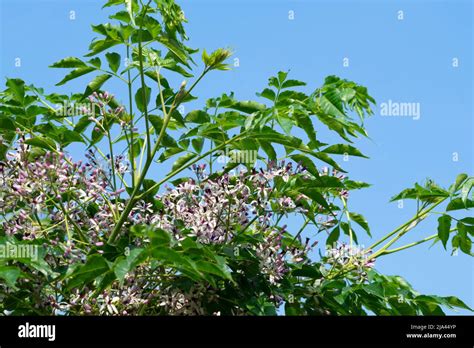 Chinaberry Tree Hi Res Stock Photography And Images Alamy