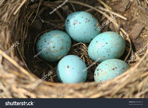 Song Thrush Nest Eggs / Turdus Philomelos Stock Photo 28998157 : Shutterstock