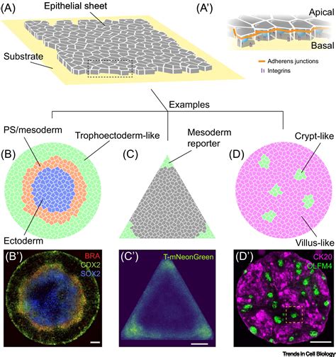 Mechanobiological Approaches To Synthetic Morphogenesis Learning By