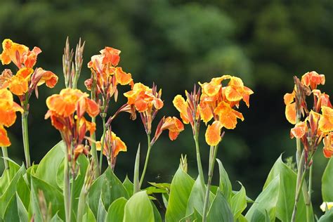 Fleur Canna Indo Kanna Photo Gratuite Sur Pixabay Pixabay