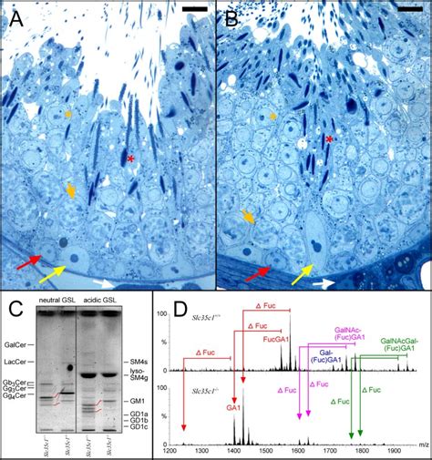 Histological A And B And Sphingolipid C And D Analysis Of Fertile