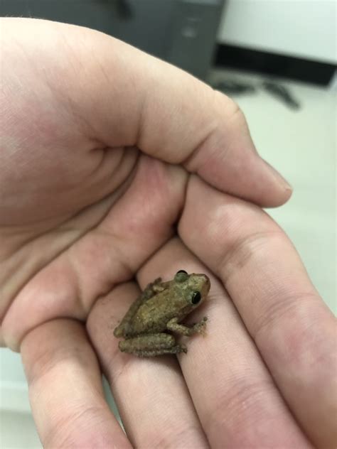 Fuscous Blotched Snouted Tree Frog From Lins Sp Br On March