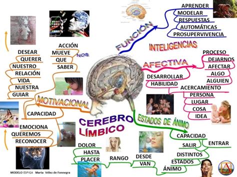 Areas Y Funciones Del Celebro Mapa Mental Images