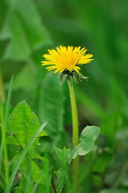 Premium Photo Dandelion Flowers With Leaves In Green Grass Spring Photo