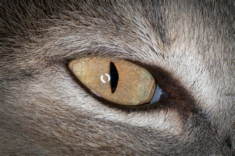 close   cat eye  stock photo