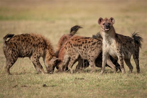 Spotted hyena with pack stands facing camera Photograph by Ndp - Pixels