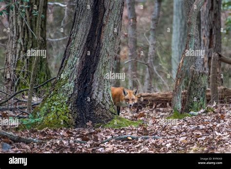 Wild Red Fox In A Maryland Forest Peeking From Behind A Tree During