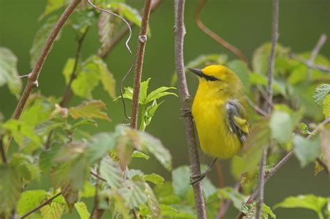 The Pursuit Of Warblers Hooded Warbler Orange Crowned Warbler And Mourning Warbler Among 29