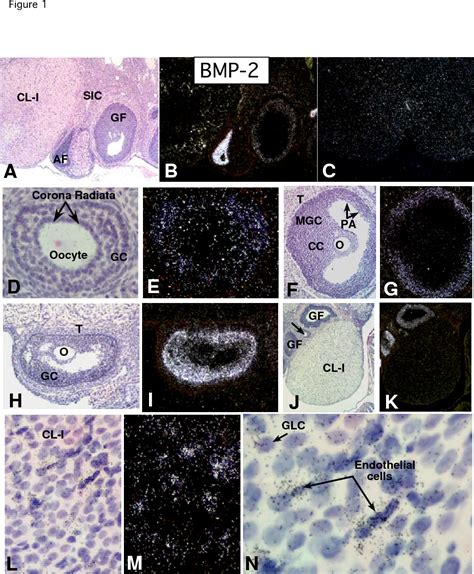 Figure From Reproductive Biology And Endocrinology Open Access The