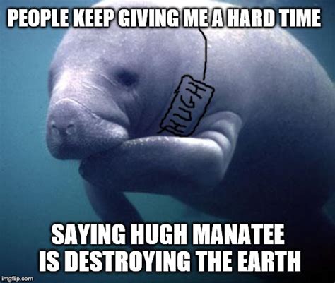 Hide The Pain Manatee Imgflip