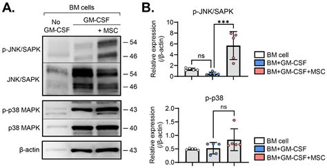 Ijms Free Full Text Mesenchymal Stem Stromal Cells Induce Myeloid