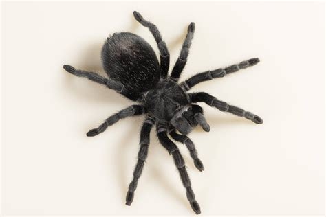 10 Best Tarantula Species to Keep as Pets