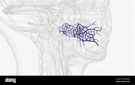 The Pterygoid Plexus Is A Fine Venous Plexus Upon And Within The