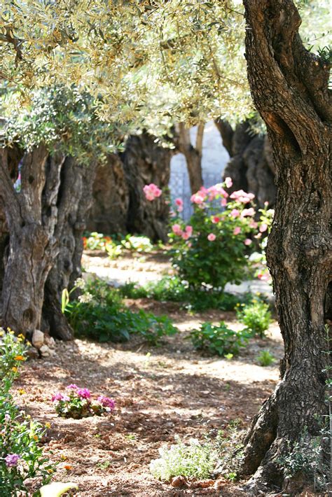 The Garden Of Gethsemane Today | Fasci Garden