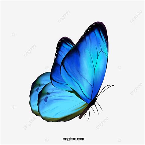 Mariposa Png Dibujos Im Genes Predise Adas De Mariposa Png Dibujos