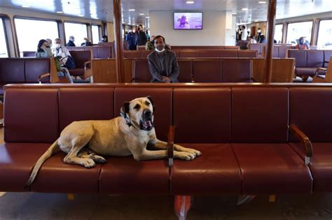 Idée folle des autorités de la ville pour un chien sans abri qui aime