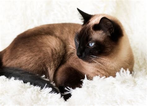 burmese siamese - whenisrakhi
