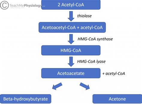 Lipid Metabolism In The Liver Lipolysis Teachmephysiology