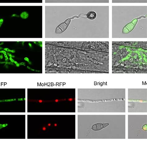 Subcellular Localization Of Monap1 At Different Developmental Stages Of