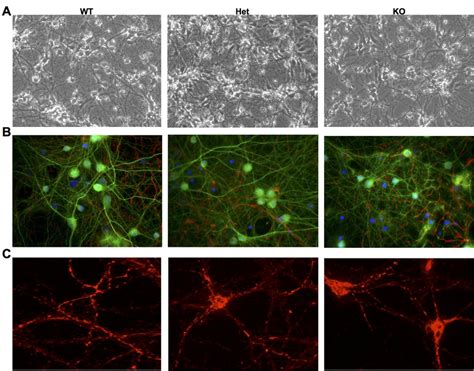 Visual Characterization Of Primary Neuronal Cultures Generated From