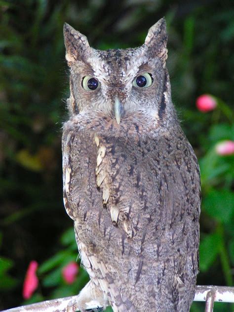 Eastern Screech Owl Megascops Asio Back By Kathy Horner The Owl Pages