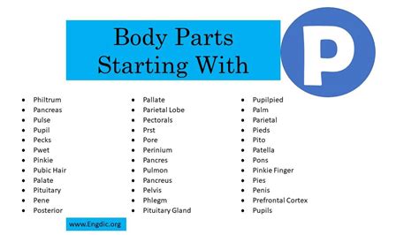 50 Body Parts That Start With P EngDic