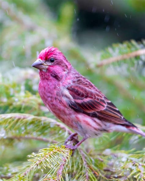 Amazing Purple Bird Species