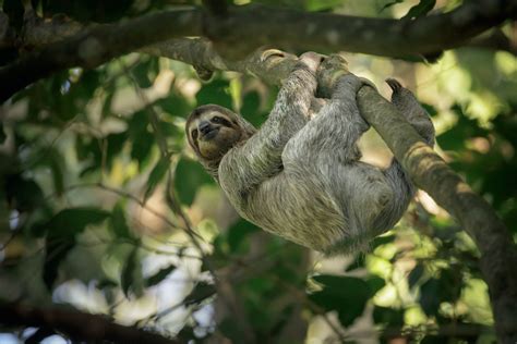 Where To Next 3 Toed Sloth In The Rainforest Of Costa Rica