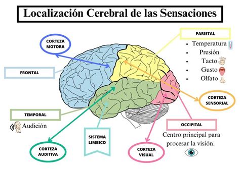 Localización Cerebral de las Sensaciones PsycheVal uDocz