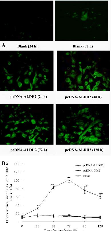 Figure From Aldehyde Dehydrogenase Protects Human Umbilical Vein