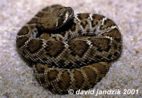 Crotalus Ruber The Reptile Database