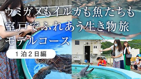 ＜室戸でふれあう生き物旅1泊2日＞高知観光のおすすめモデルコース｜高知ツアー・高知旅行のビーウェーブ