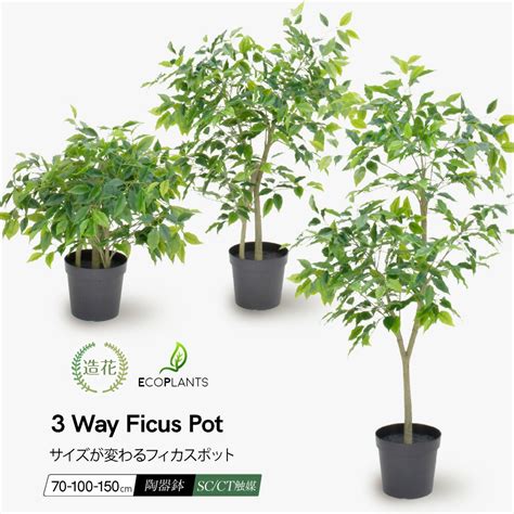 【楽天市場】フェイクグリーン 観葉植物 フェイク 人工観葉植物 大型 光触媒 フィカスポット 高さが変わる3 Way 70～150cm 人工