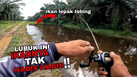 Casting Haruan Lubuk Viral Ikannya Tak Habis Habis Umpan Umpan