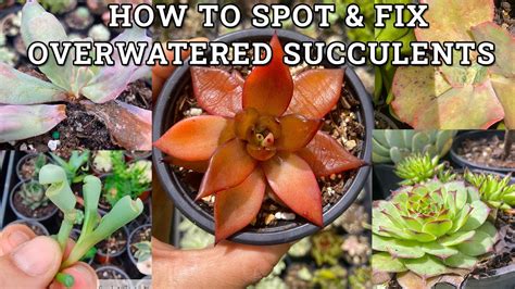 Overwatered Succulents How To Spot Save Fix And Prevent Them Youtube