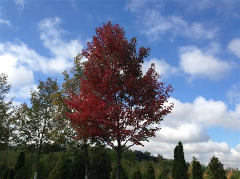 Autumn Flame Maple Trees for Sale - Hoosier Home & Garden