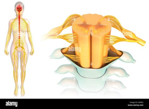 Illustration Of Spinal Cord Anatomy Stock Photo Alamy