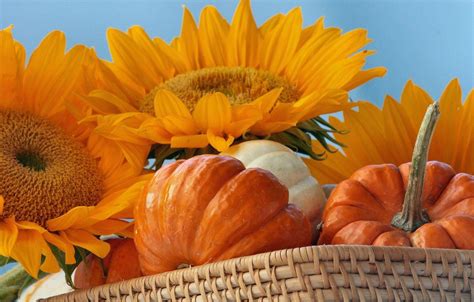 Fall Harvest Pumpkin Sunflower Wallpapers - Top Free Fall Harvest Pumpkin Sunflower Backgrounds ...