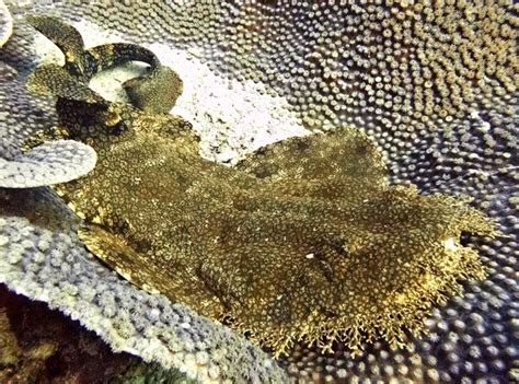 Wobbegong Shark – "OCEAN TREASURES" Memorial Library