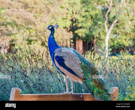 Beautiful Peacock Walking Around At Los Angeles County Arboretum