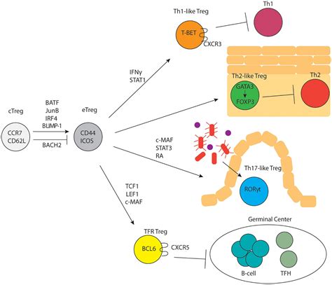 Transcription Factor Foxp An Overview Sciencedirect Topics Off