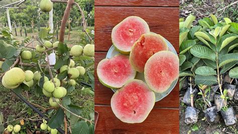 Red Diamond Guava Plant Ready Full Information The Bengal Nursery