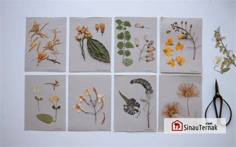 Inilah Cara Membuat Herbarium Kering Terlengkap Catatan Purwakanti